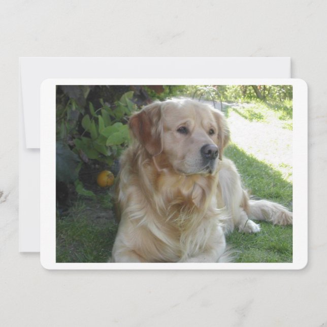 2.pngをレイアウトするGoldenretriever (正面)