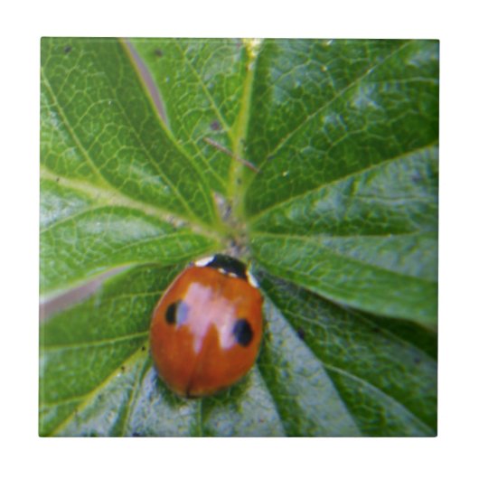 2-spot ladybug 3 タイル (正面)