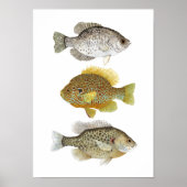 2 Sunfish & a Crappie Artポスター ポスター (正面)