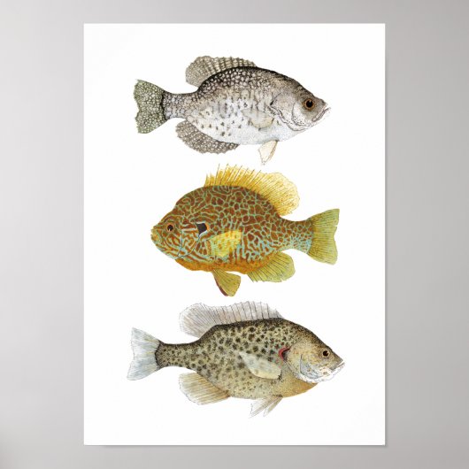 2 Sunfish & a Crappie Artポスター ポスター (正面)