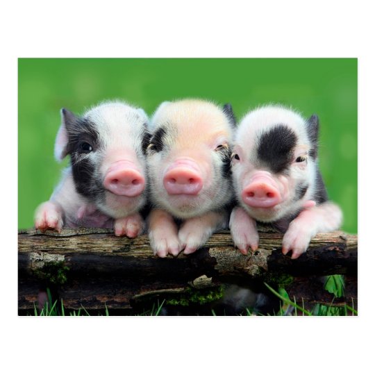 ベストセレクション 可愛い 豚 画像