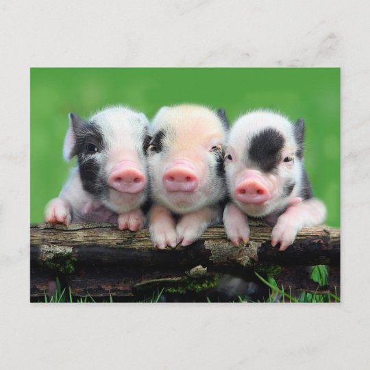3匹の小豚 かわいい豚 3匹の豚 ポストカード Zazzle Co Jp
