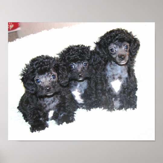 3匹の黒いトイプードルの子犬 ポスター Zazzle Co Jp