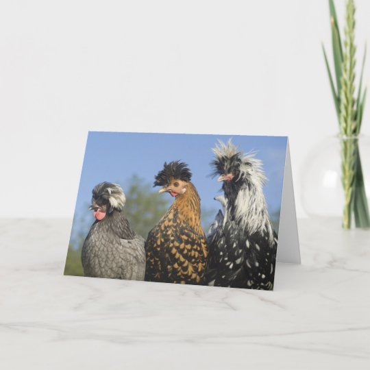 3羽のファンキーなポーランドの鶏 おもしろいな鳥 カード Zazzle Co Jp