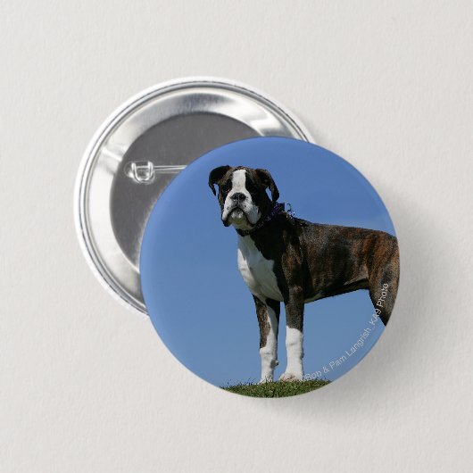 3か月の古いボクサーの子犬 缶バッジ (正面&裏面)