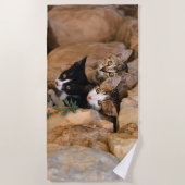 3つのかわいく好奇心が強い猫の子ネコの顔のおもしろいな写真、 ビーチタオル (正面)