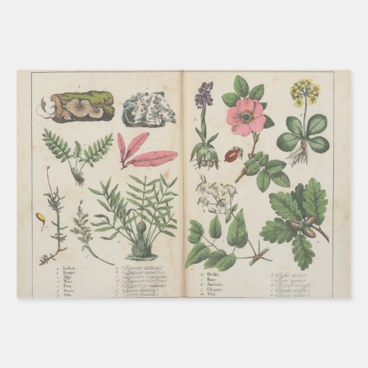 3つのアンティーク植物芸術プリントのセット ラッピングペーパーシート (正面2)