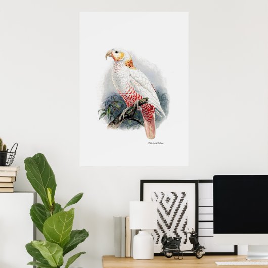 3つのオウムのシリーズの1つ ポスター (ホームオフィス)