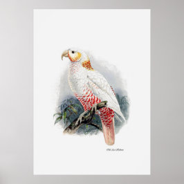 3つのオウムのシリーズの1つ ポスター