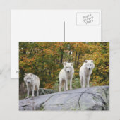 3つのオオカミの葉書 ポストカード (正面/裏面)