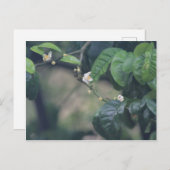 3つのオレンジブルーム ポストカード (正面/裏面)