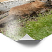 3つのキツネキット フォトプリント            (角)