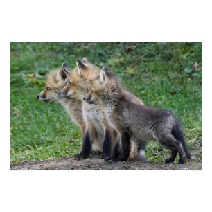 3つのキツネキット ポスター