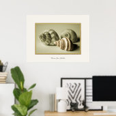 3つのシーシェル～写真プリント ポスター (ホームオフィス)