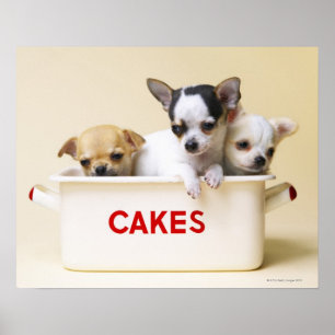 3つのチワワの子犬のケーキのスズ ポスター