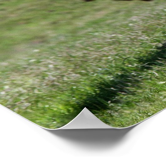 3つのテキサス州ロングホーン ポスター (角)