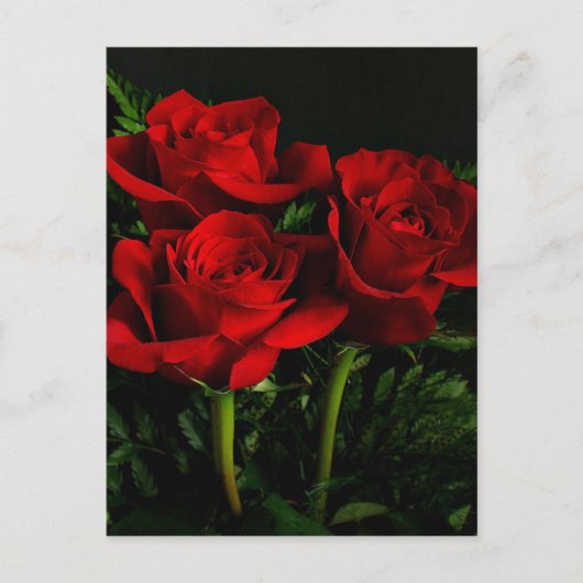 3つのバラ ポストカード (正面)