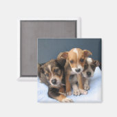 3つのパップ マグネット (正面/裏面)