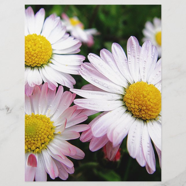 3つのピンクのデイジー (正面)