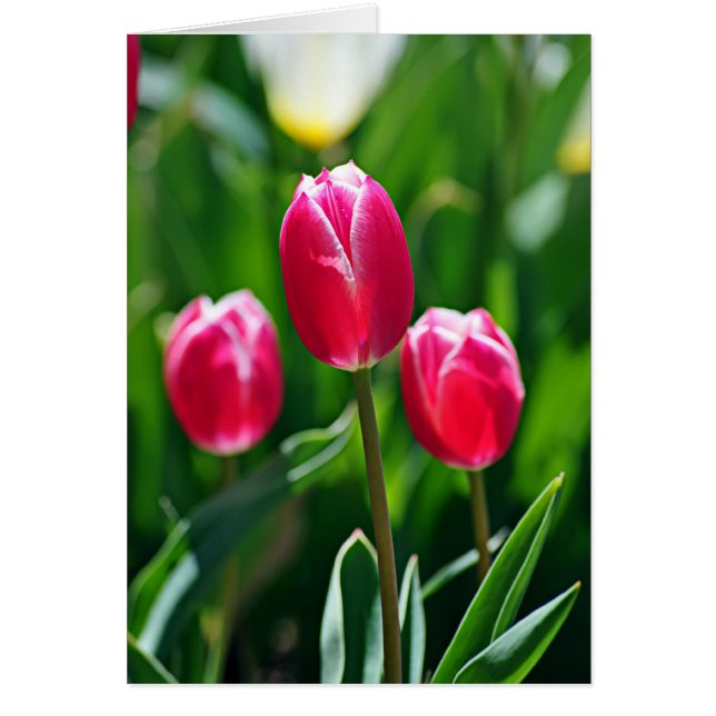 3つのピンク (正面)