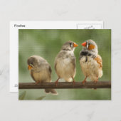 3つのフィンチパーチ自然写真 ポストカード (正面/裏面)