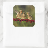 3つのベビーラニウスシャッカバード スクエアシール (バッグ)