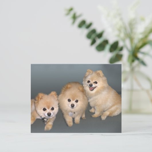 3つのポメラニア犬はがき ポストカード (スタンド正面)