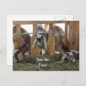 3つのヤギが日付を保存 案内ポストカード (正面/裏面)