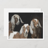 3つのヤギの写真 ポストカード (正面/裏面)