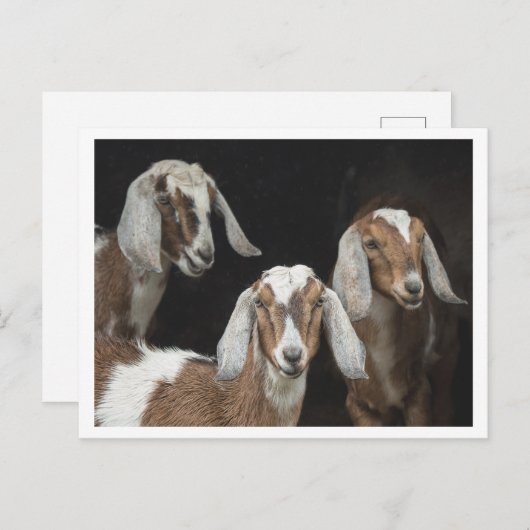 3つのヤギの写真 ポストカード (正面/裏面)