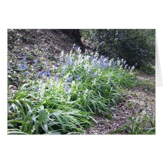 3つの写真が付いているBluebellの森カード (正面横)