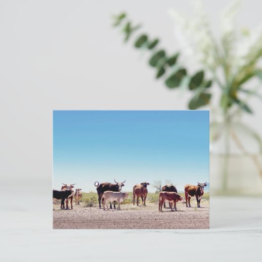 3つの牛の家族 ポストカード (スタンド正面)