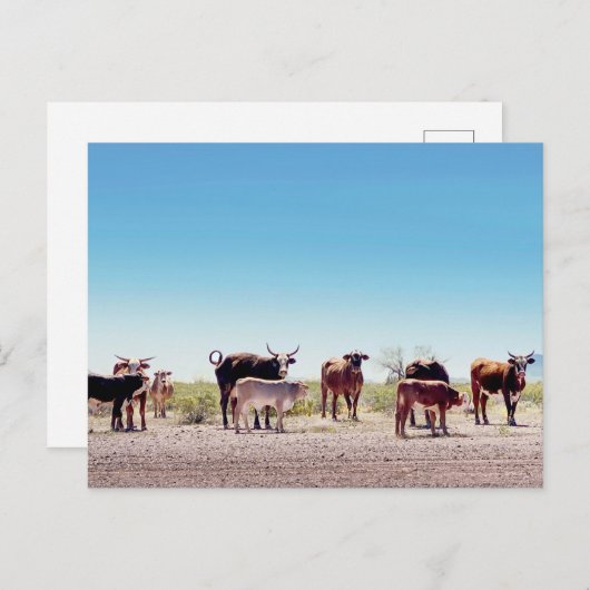 3つの牛の家族 ポストカード (正面/裏面)