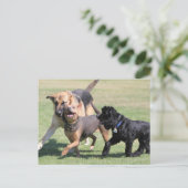 3つの犬遊び仲間 ポストカード (スタンド正面)