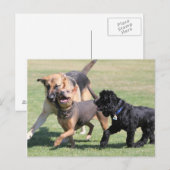 3つの犬遊び仲間 ポストカード (正面/裏面)