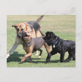 3つの犬遊び仲間 ポストカード