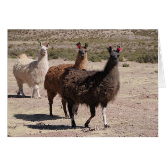 3つの茶色のLlamas Notカード (正面横)