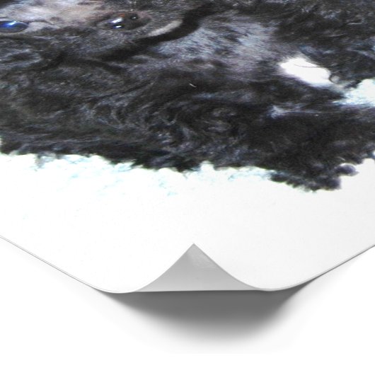 3つの黒いトイプードル子犬 ポスター (角)