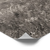 3つの黒足首長 ポスター (角)