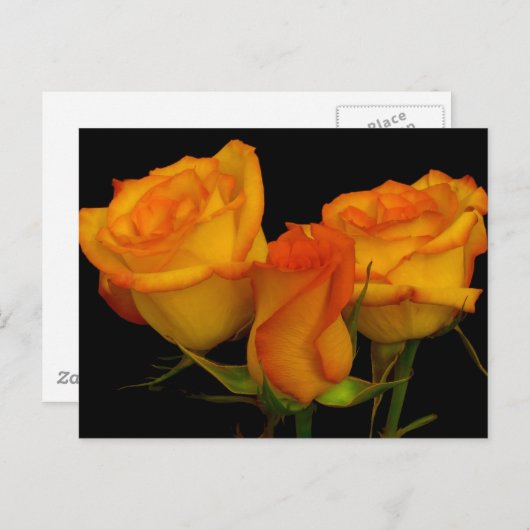 3つのFireryバラはがき ポストカード (正面/裏面)