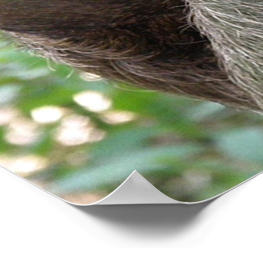 3つのToed Slothポスター ポスター (角)