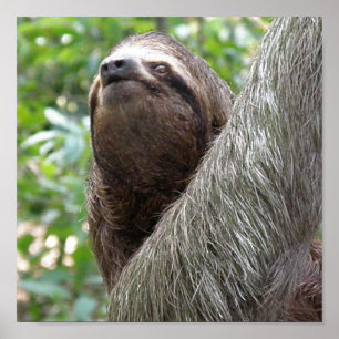 3つのToed Slothポスター ポスター