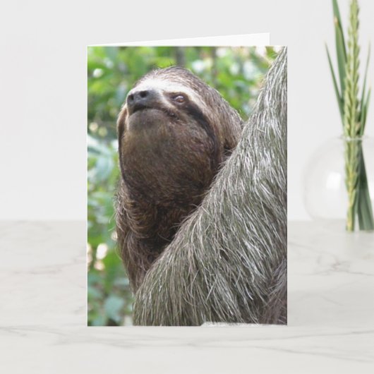3つのToed Sloth Greeting Card カード (正面)