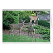 3つはカメラを見ることをします (正面横)