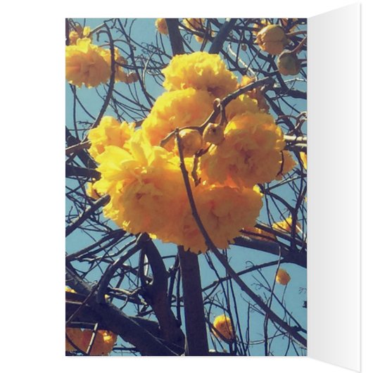 3つはナガ語の先頭に立ちました (内側 (左))