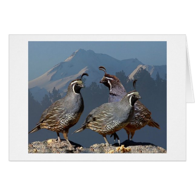 3ウズラおよびSHASTA (正面横)