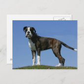 3カ月オールドボクサーの子犬 ポストカード (正面/裏面)