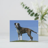 3カ月オールドボクサーの子犬 ポストカード (スタンド正面)