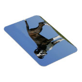 3カ月オールドボクサーの子犬 マグネット (右側)