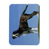 3カ月オールドボクサーの子犬 マグネット (縦)